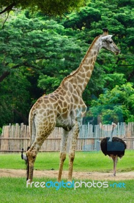 Animal In Zoo Stock Photo