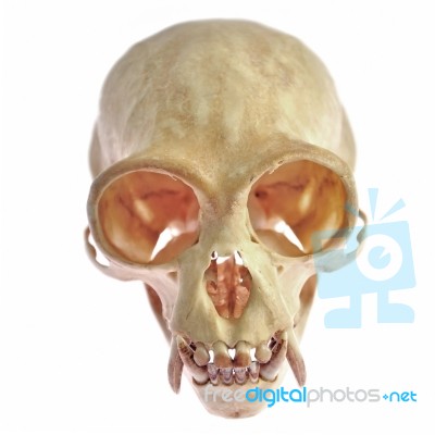 Animal Skull Stock Photo