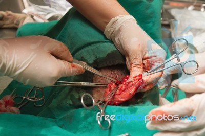Animal Surgery Stock Photo