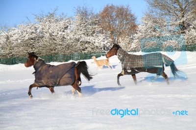 Animals In The Snow Stock Photo