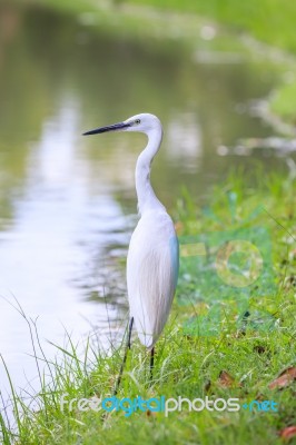 Animals In Wildlife - White Egrets Stock Photo