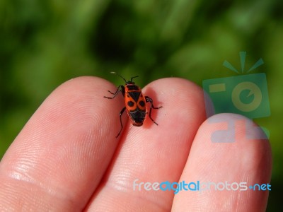 Animals On The Background Of An Enclosure And Nature Stock Photo