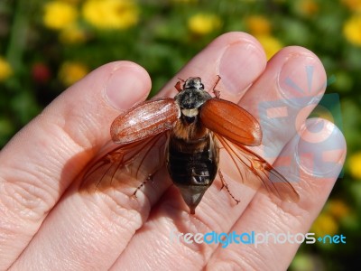 Animals On The Background Of An Enclosure And Nature Stock Photo