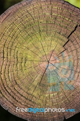 Annual Rings Of A Tree Stock Photo