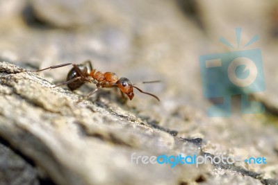 Ant Stock Photo