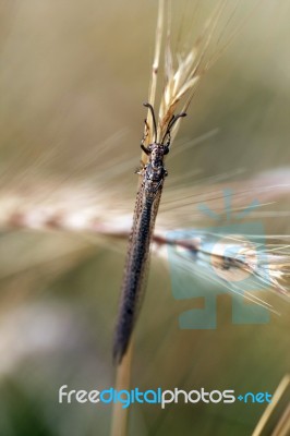 Ant-lion Insect Stock Photo