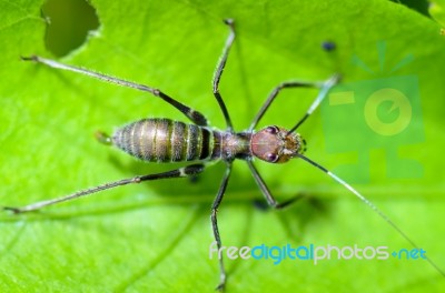 Ant-mimic Cricket Stock Photo