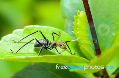 Ant-mimic Cricket Stock Photo