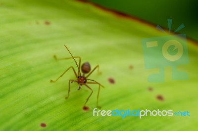 Ant On A Green Leaf Stock Photo