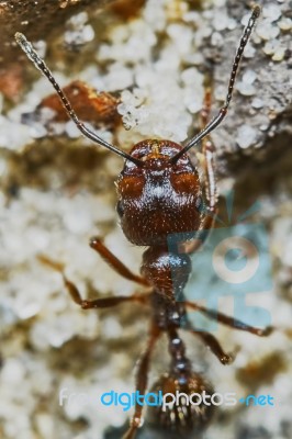 Ant Outside In The Garden Stock Photo