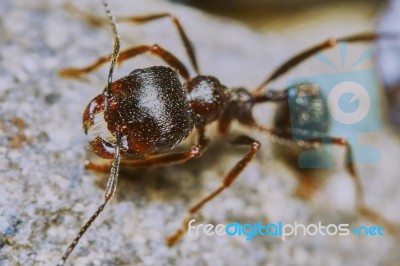 Ant Outside In The Garden Stock Photo