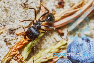 Ant Outside In The Garden Stock Photo