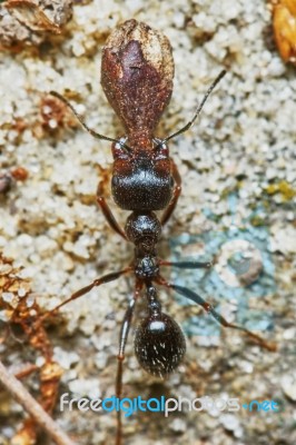 Ant Outside In The Garden Stock Photo