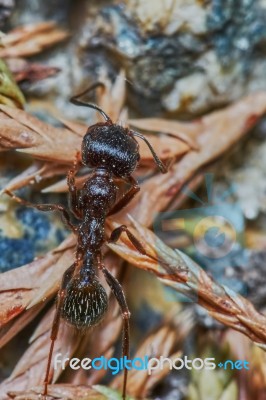 Ant Outside In The Garden Stock Photo