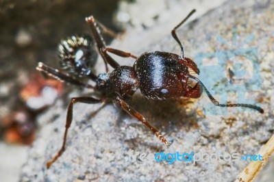 Ant Outside In The Garden Stock Photo