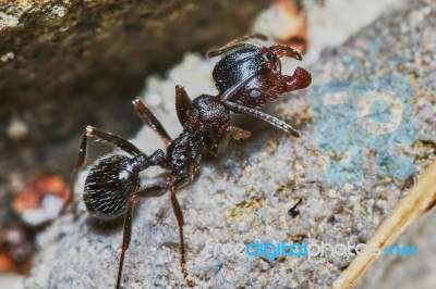 Ant Outside In The Garden Stock Photo