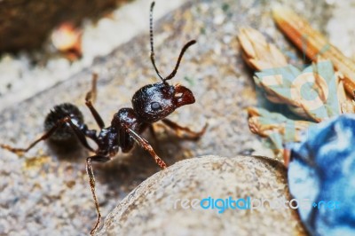 Ant Outside In The Garden Stock Photo