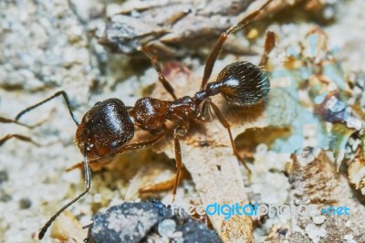 Ant Outside In The Garden Stock Photo