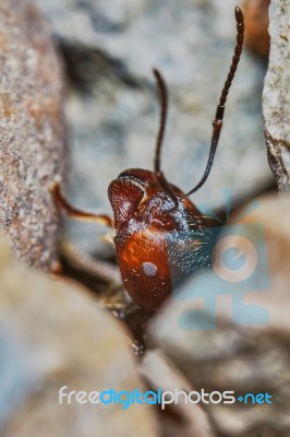 Ant Outside In The Garden Stock Photo