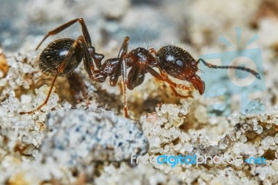 Ant Outside In The Garden Stock Photo