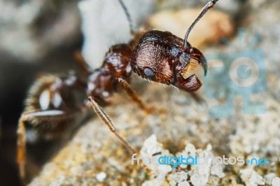 Ant Outside In The Garden Stock Photo