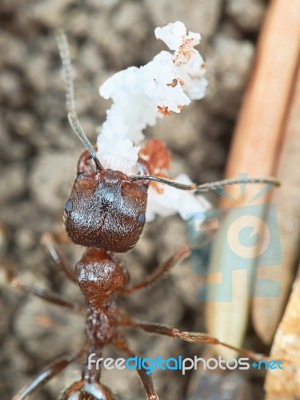 Ant Outside In The Garden Stock Photo