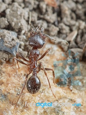 Ant Outside In The Garden Stock Photo