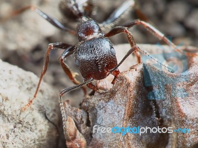 Ant Outside In The Garden Stock Photo