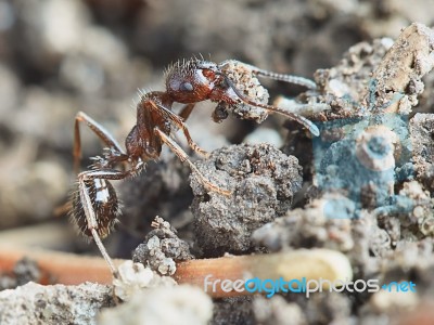 Ant Outside In The Garden Stock Photo