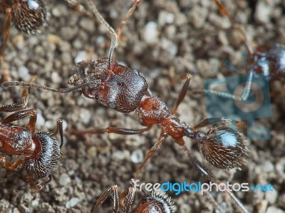 Ant Outside In The Garden Stock Photo