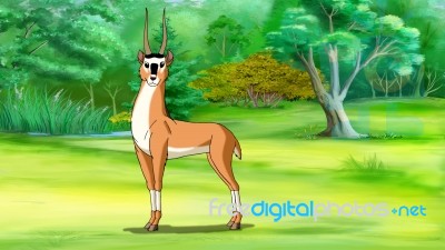 Antelope (gazelle) Image Stock Image