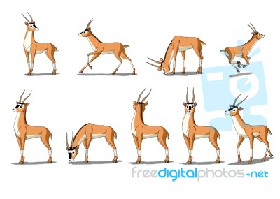 Antelope Gazelle  Image Isolated On White Background Stock Image