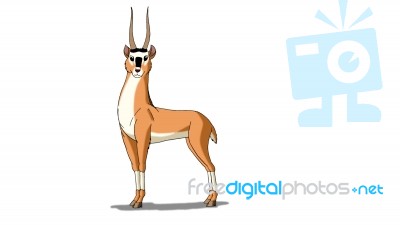 Antelope (gazelle) Isolated On White Background Stock Image