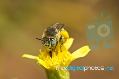 Anthophora Bimaculata Stock Photo