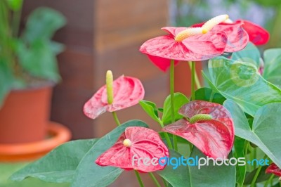 Anthurium Stock Photo