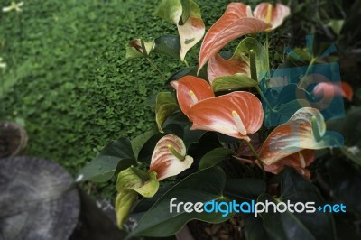 Anthurium-flamingo Flower Bloom In The Garden Stock Photo