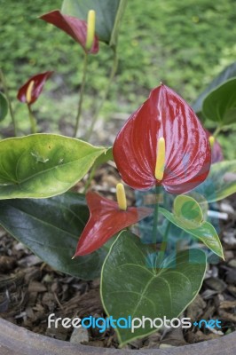 Anthurium-flamingo Flower Bloom In The Garden Stock Photo