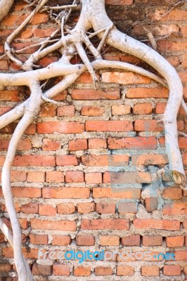 Antique Brick Wall With Dry Root Tree Stock Photo