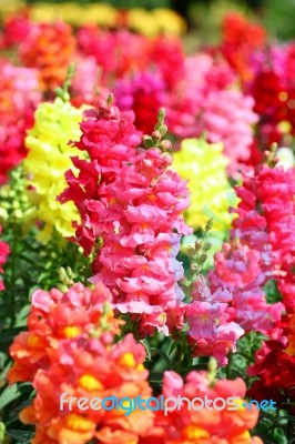 Antirrhinum Flowers Stock Photo