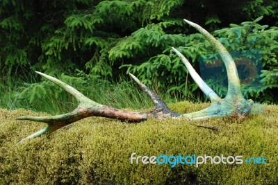 Antler Stock Photo