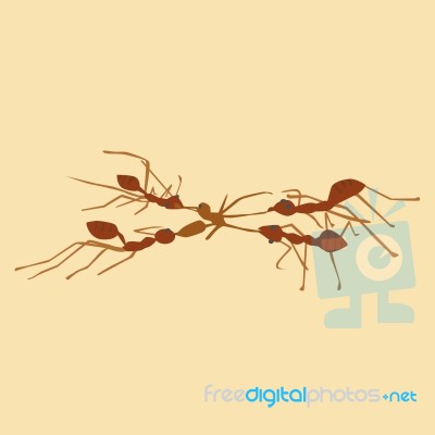 Ants Stock Image