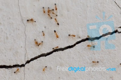 Ants Climb Walls Stock Photo