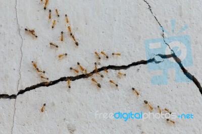 Ants Climb Walls Stock Photo