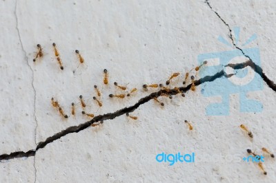 Ants Climb Walls Stock Photo