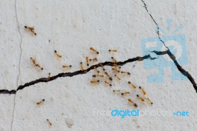 Ants Climb Walls Stock Photo