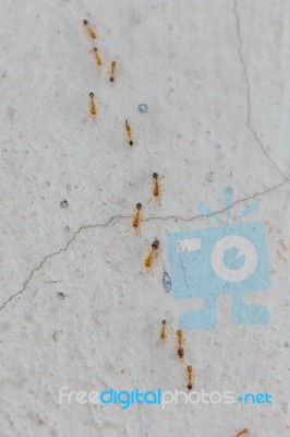 Ants Climb Walls Stock Photo