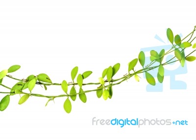 Ants Walk On Climber Plant Stock Photo