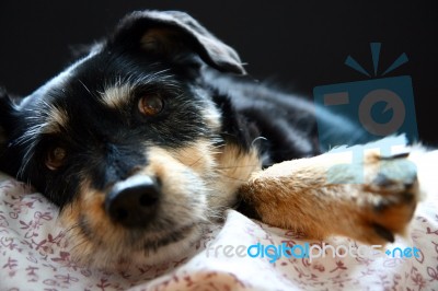 Anxious Dog Stock Photo