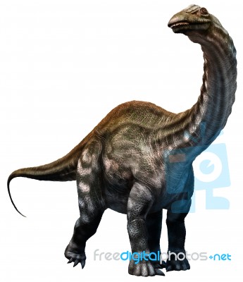 Apatosaurus Stock Image