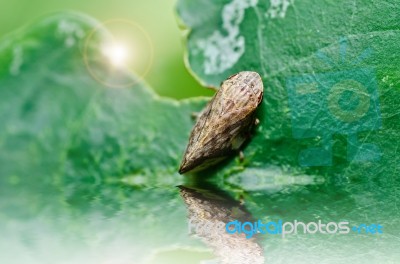 Aphid Insect In Green Nature Stock Photo